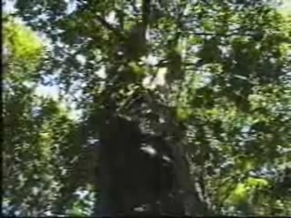 Le Jardin d'essais du Hamma - Alger