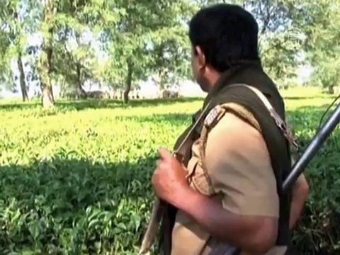 Слоны уничтожают урожай в Индии