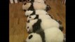 14 bébés panda élevés artificiellement!! Trop mignon les petits!!