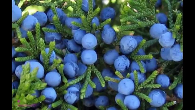 CAROLINA HERRERA CH Sport ტუალეტის წყალი სპრეი