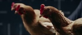 New Mercedes-Benz TV commercial ads with Chickens... So so funny!!
