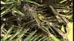 Baya or Common Weaver Bird preening on a palm tree