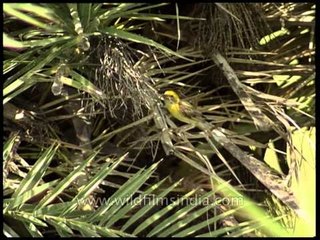 Baya or Common Weaver Bird preening on a palm tree