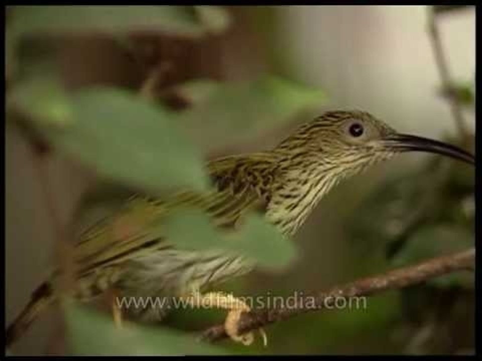 Streaked Spiderhunter