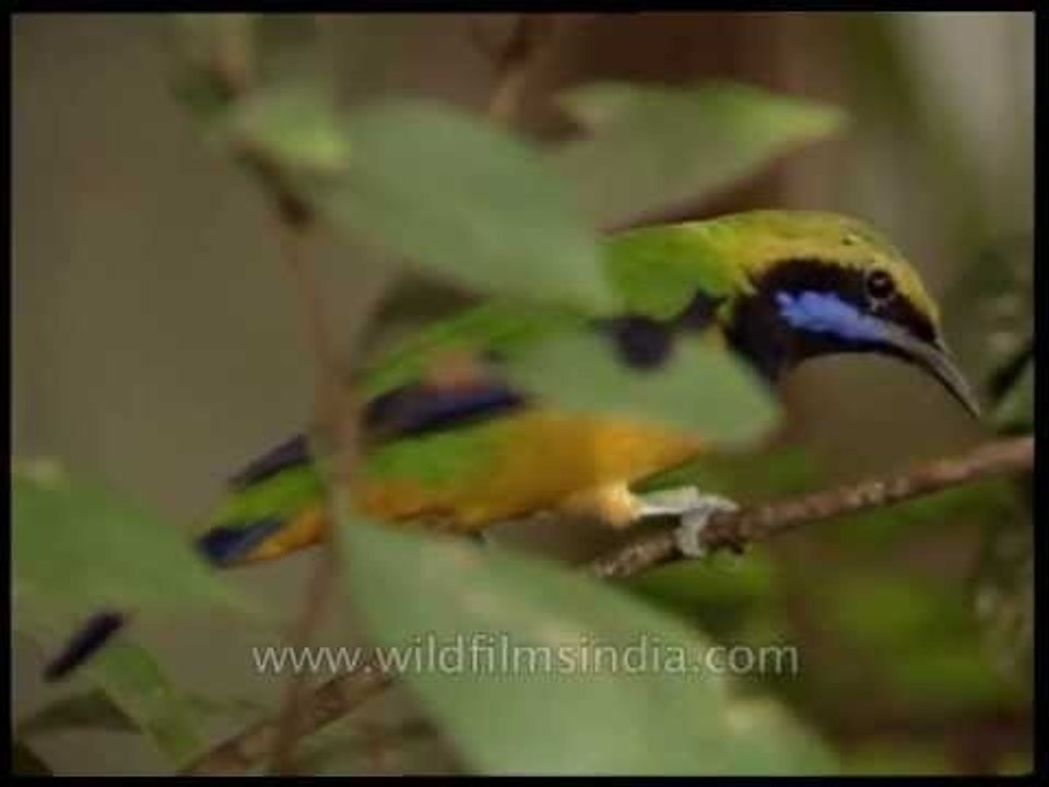 Chloropsis or Leaf Bird in India