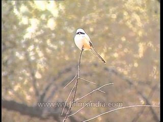 A white breasted bird looks around perched firmly on a twig at Sariska