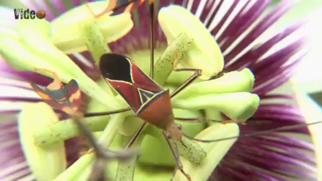 Bugs and other colourfull insects