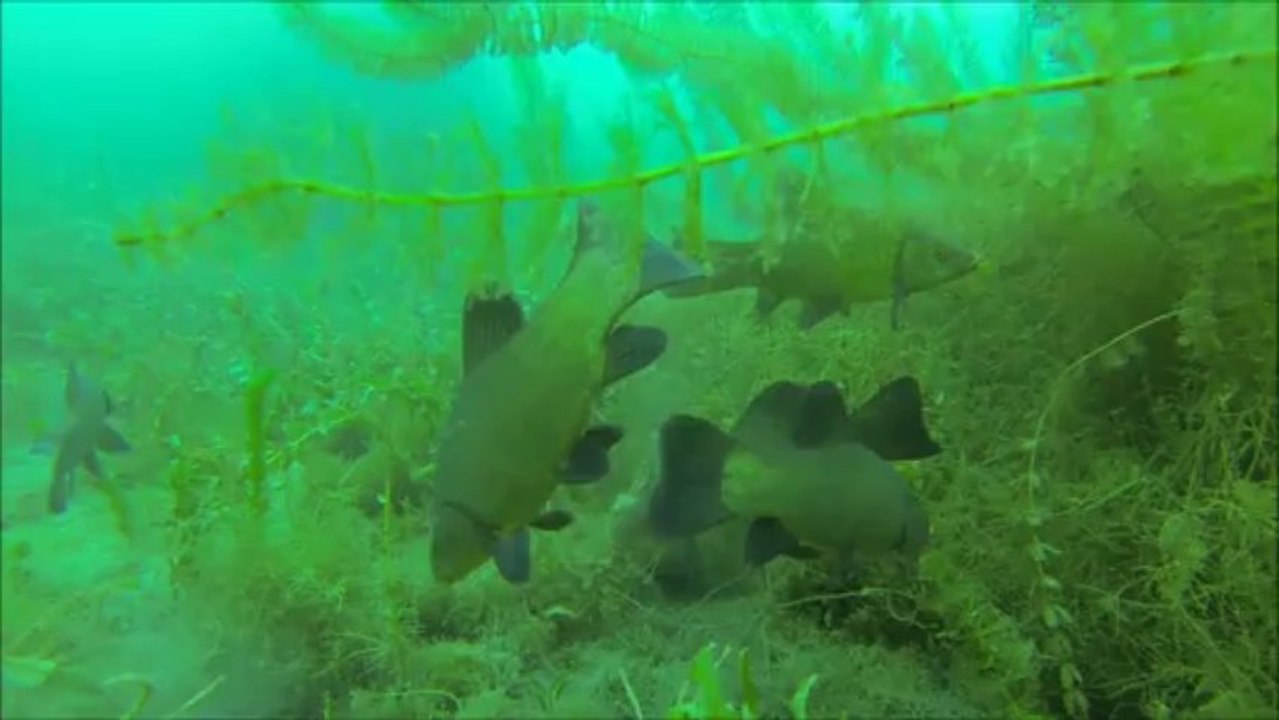 tanches à Leutesheim