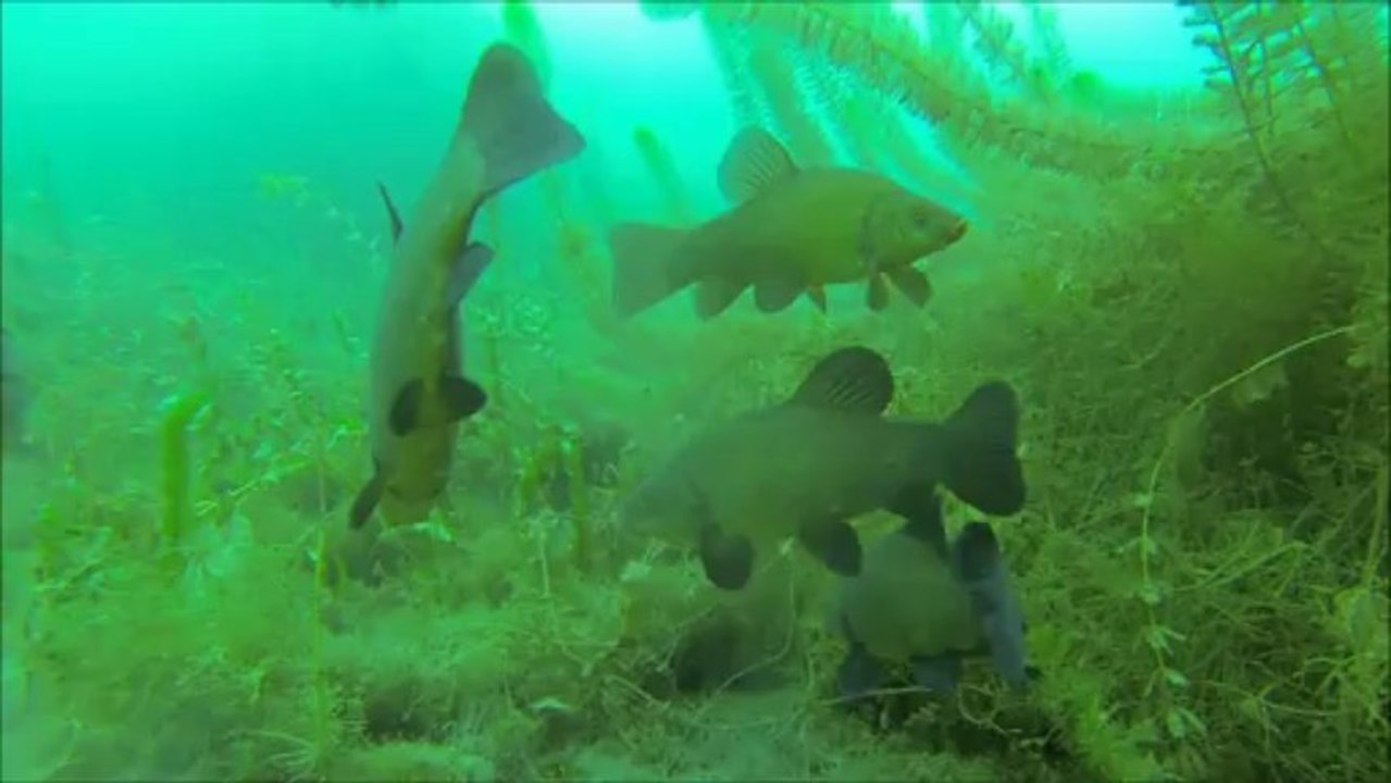 tanches, la balade, le bal et la survie...