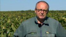 Les vendanges 2013 commencent avec du retard (Rosnay)