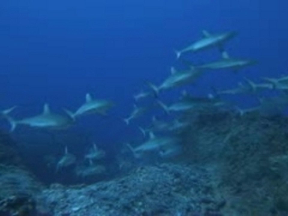 TIBURONES 3D (Mexican Version)
