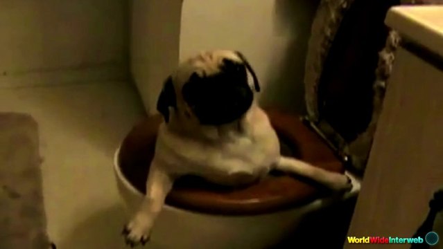 The Ultimate Dog Fails Compilation