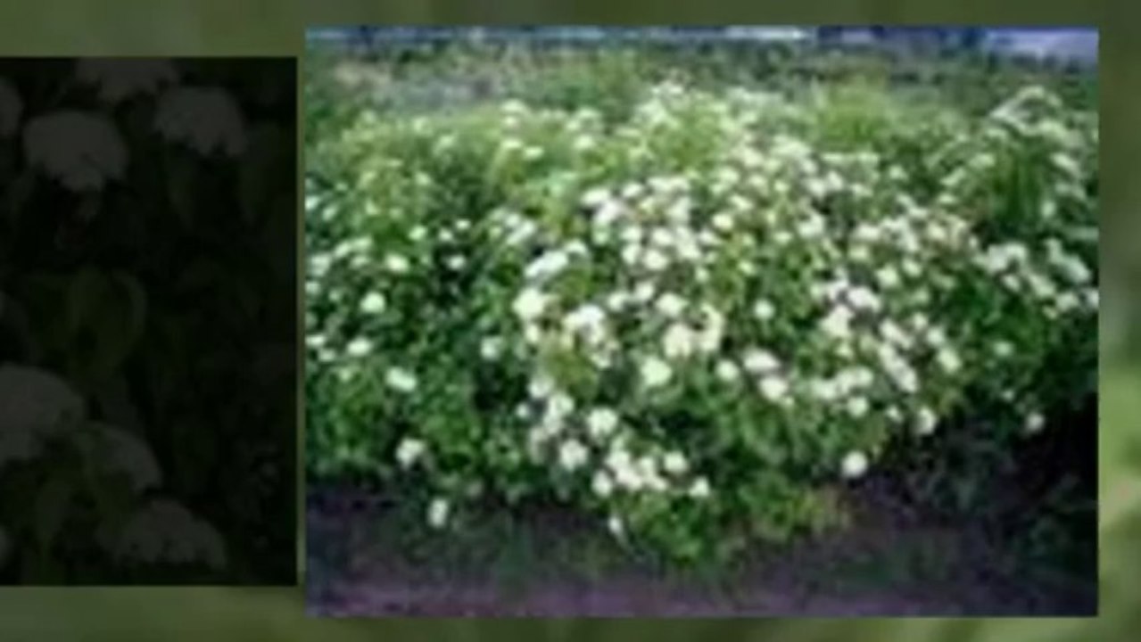 Buy Plants Online
