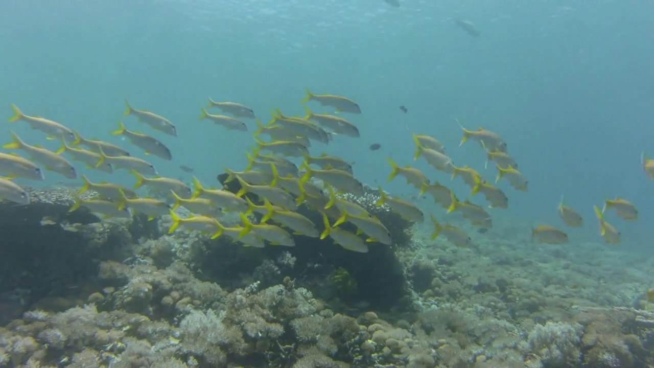 Komodo 2013