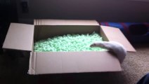 Ferrets playing in packing peanuts - So cute baby animals!