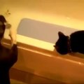 Dog pushes Cat in bath - Fail Vine!!