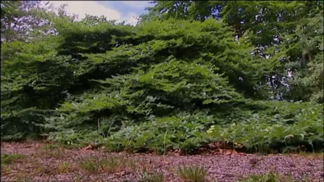 Pourquoi chercher plus loin : La Montagne de Reims (Bande-Annonce)