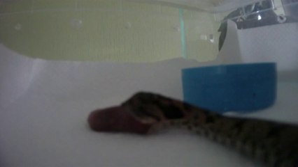 repas heterodon platirhinos