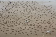 The Fallen : 9000 corps dessinés sur la plage (Normandie)