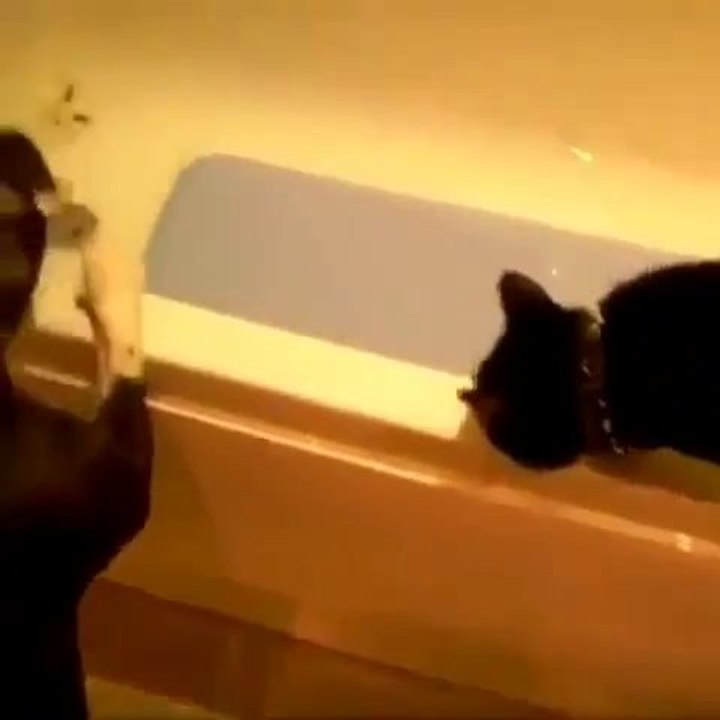 Le chien pousse le chat dans l'eau - Vine Fail!