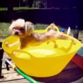 Ce chien n'aime pas le bain! Vidéo VINE.
