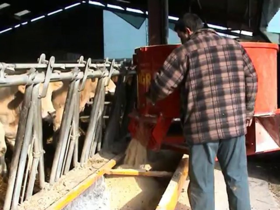 engraissement de vaches de boucherie