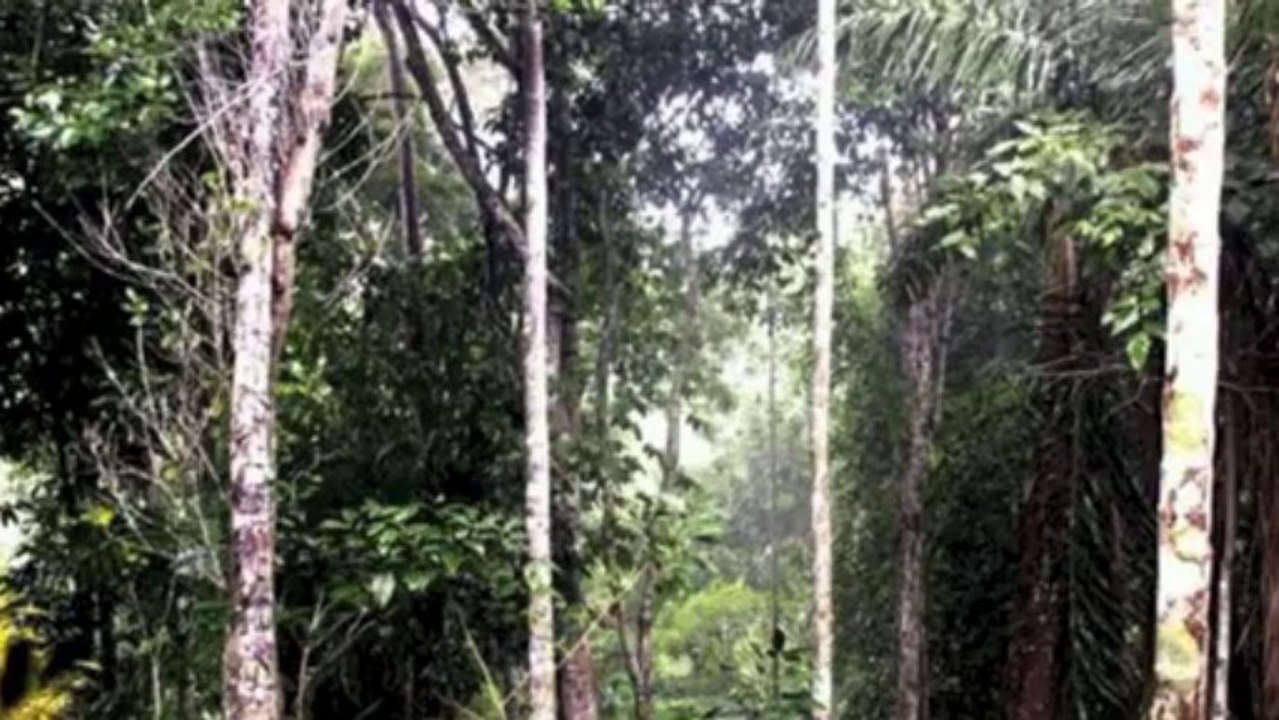 Bela Casa Em Um Cenário Tropical À Venda Trancoso