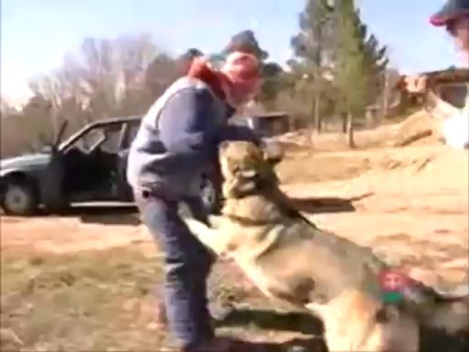 CQBK9  Personal Protection Dogs