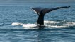 Les baleines de Tadoussac/ Décollage immédiat