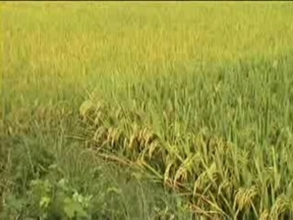 Chine : Le Riz