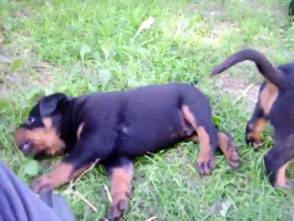 portée beauceron Fuertès  X Falco - 32 jours - 24 septembre 2013