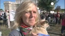 Romania: i cani randagi saranno soppressi