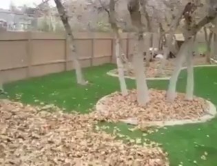 This Siberian Husky is Having Fun