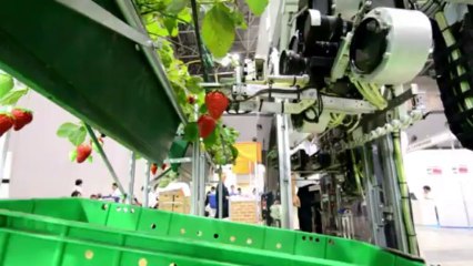 Japan robot can pick strawberries for farmers