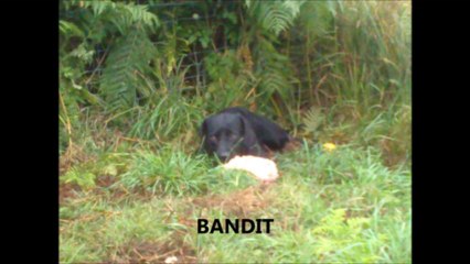 REFUGE DE CASTILLON (CALVADOS)