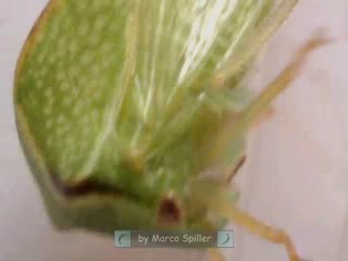 Stictocephala bisonia