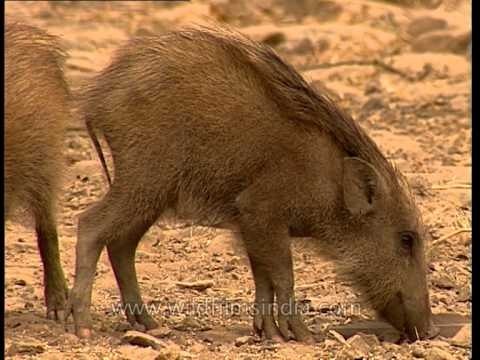 Wild Boar mother leads her piglets in Sariska National Park
