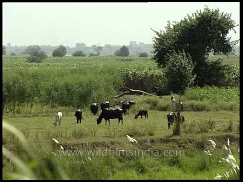 Species of flora and fauna at Aravali Biodiversity Park