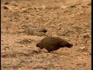 Spurfowl at Sariska National Park