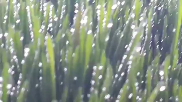 NOVATOM Taze Yem Ot Makinaları Ürün Yetiştirme Hasıl Videosu 2