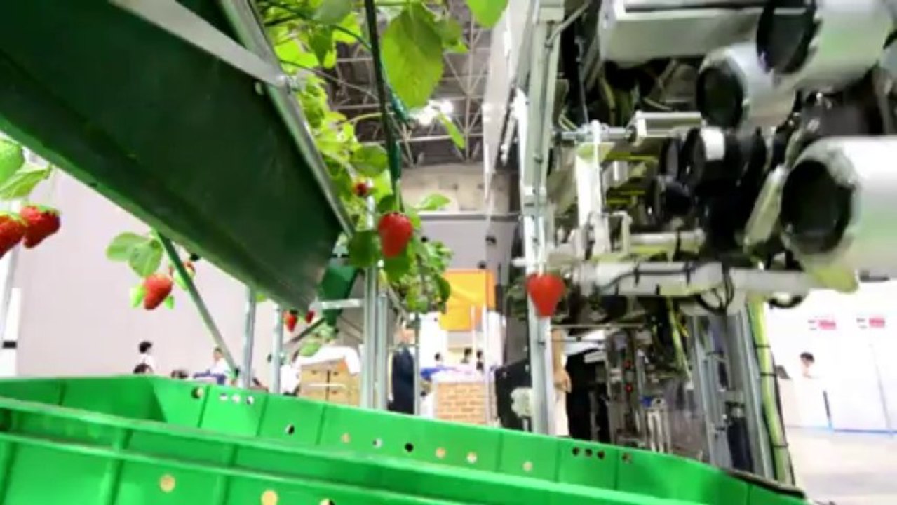 Fresas, del robot a su mesa