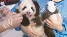 Catorce pandas comparten cuna en la provincia china de Sichuan