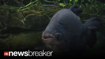 TESTICLE EATING FISH: The Pacu has Migrated to America; Terrorizing Men in New Jersey