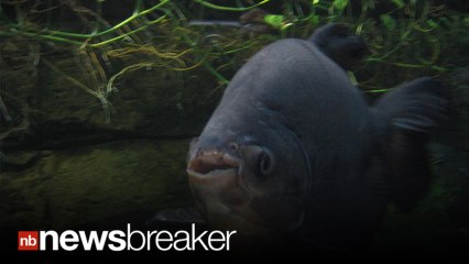 TESTICLE EATING FISH: The Pacu has Migrated to America; Terrorizing Men in New Jersey