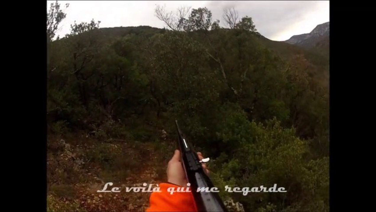 Chasse au sanglier dans l'Hérault. Causse.