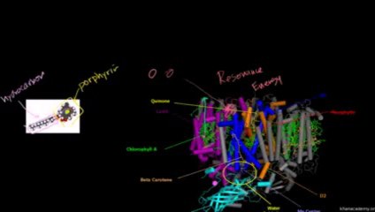 Bio 30 Photosynthesis  Light Reactions 2 Urdu