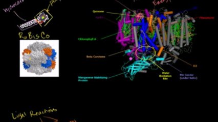 Photosynthesis-  Calvin Cycle