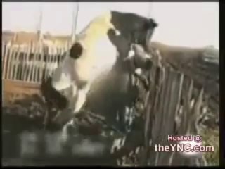 Cow Humping Farmer Funny