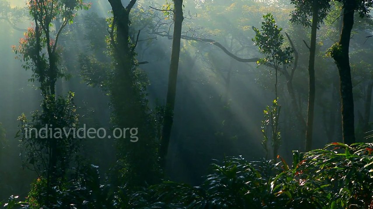 A Misty Morning in Idukki