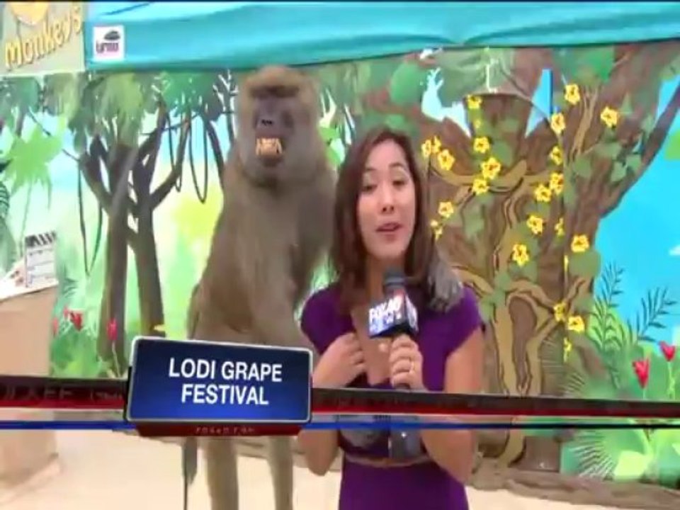 Babuíno apalpa seio de repórter durante link ao vivo